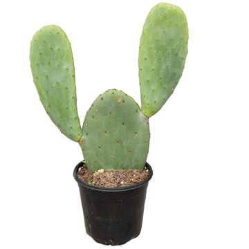 Opuntia ficus-indica