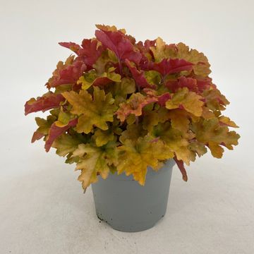 Heuchera 'Marmalade'