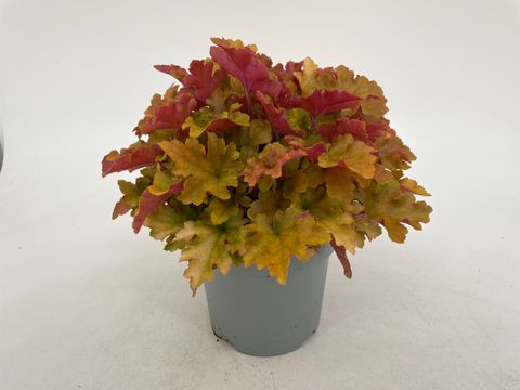 Heuchera 'Marmalade'