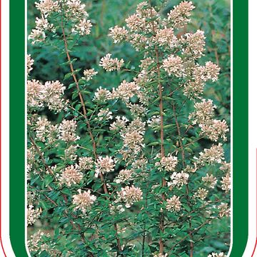 Abelia chinensis