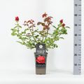 Rosa 'Dame de Coeur'