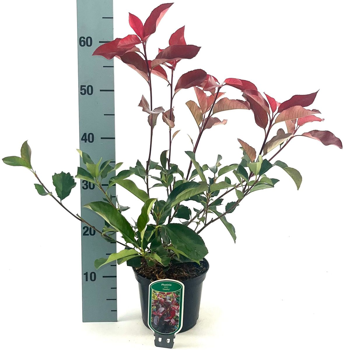 Photinia x fraseri 'Camilvy'  Pflanzengrohandel FlorAccess
