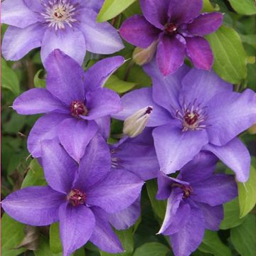 Clematis ESTHER (EL)