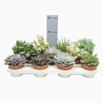 Succulents MIX