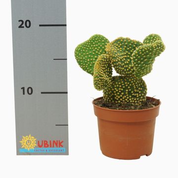 Opuntia microdasys 'Cristata'