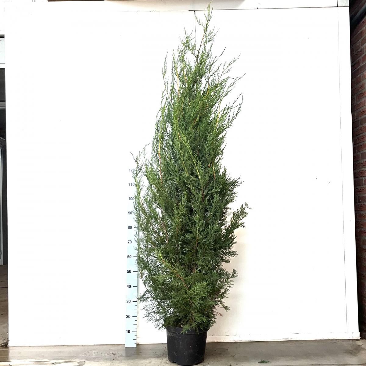 x Cupressocyparis leylandii 'Tweeduizendéén' — Groothandel in planten ... x Cupressocyparis leylandii 'Tweeduizendéén' — Groothandel in planten ...