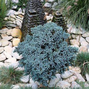Juniperus squamata 'Blue Star' (Bremmer Boomkwekerijen)