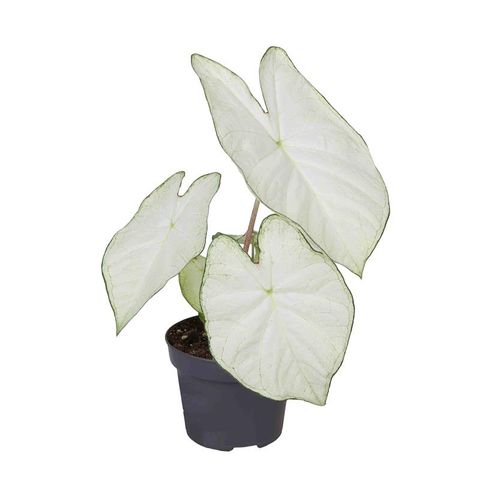 Caladium 'Florida Moonlight'