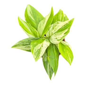 Scindapsus 'Moonlight Variegata'