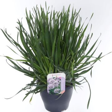 Allium 'Summer Beauty'