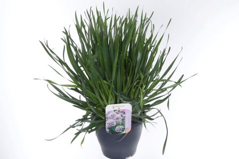Allium 'Summer Beauty'