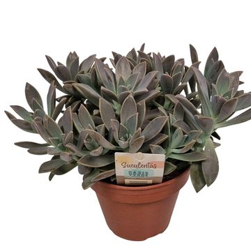 Graptopetalum paraguayense