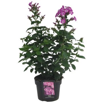 Phlox PINK EYE FLAME