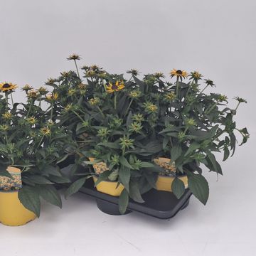 Rudbeckia fulgida 'Little Goldstar'