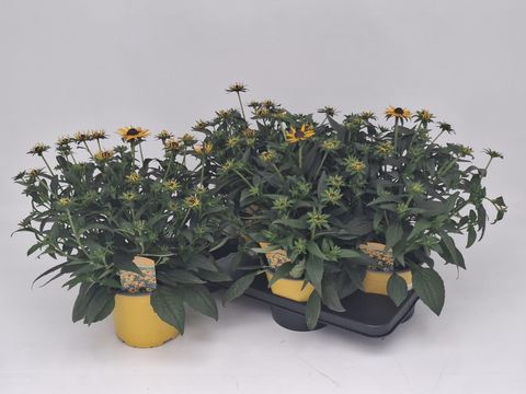 Rudbeckia fulgida 'Little Goldstar'