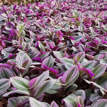 Tradescantia albiflora 'Nanouk'