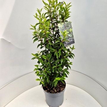 Prunus lusitanica 'Angustifolia'