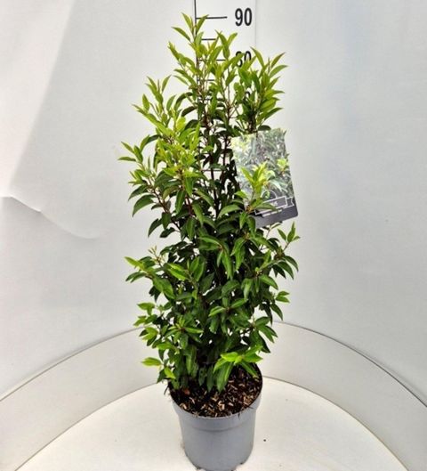 Prunus lusitanica 'Angustifolia'