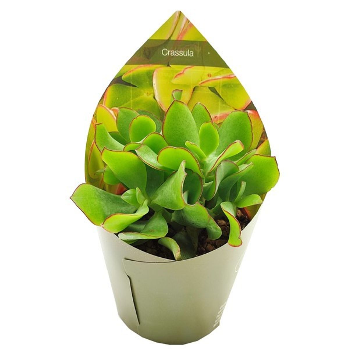 crassula-arborescens-blue-waves-plant-wholesale-floraccess