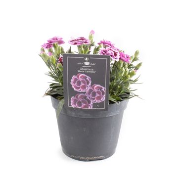 Dianthus 'Maria Carmelia'