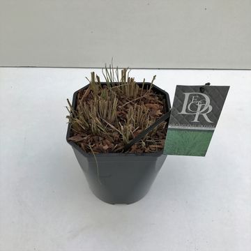 Miscanthus sinensis 'Morning Light'