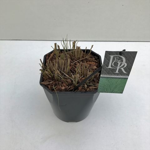 Miscanthus sinensis 'Morning Light'