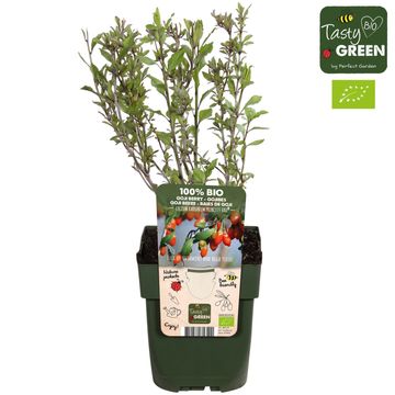 Lycium barbarum PRINCESS TAO