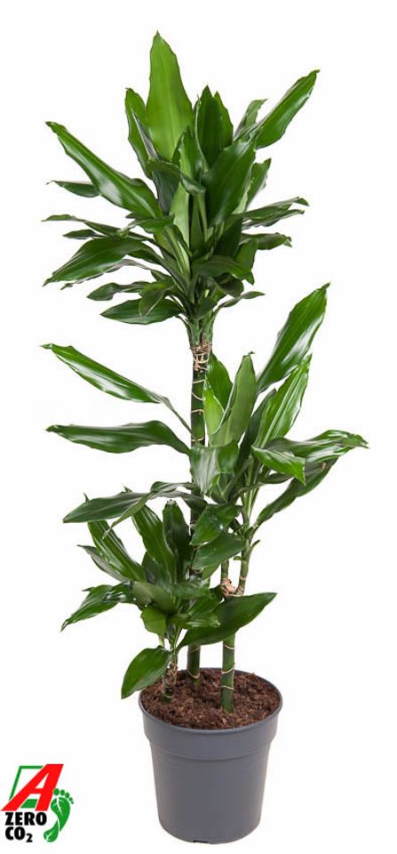 Dracaena fragrans 'Janet Lind'