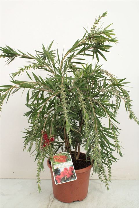 Callistemon citrinus 'Red Clusters'