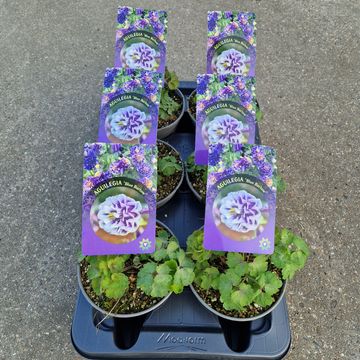 Aquilegia MIX