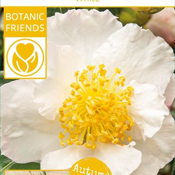 Camellia sasanqua 'White Premium'