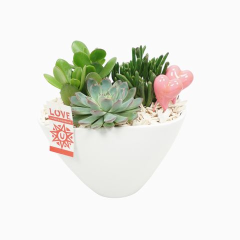 Arrangement Houseplants