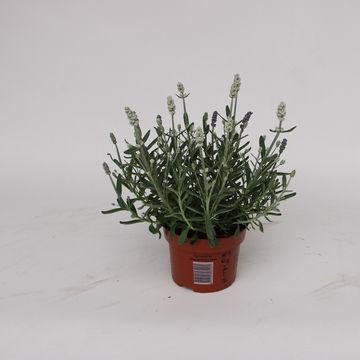 Lavandula MIX IN POT