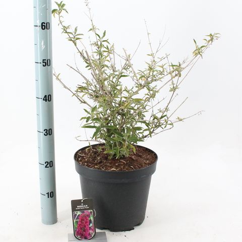 Buddleja davidii 'Nanho Purple'