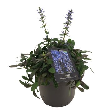 Ajuga 'Chocolate Chip'