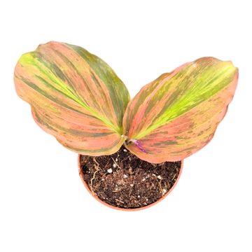 Kaempferia pulchra 'Variegata'