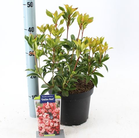 Kalmia latifolia 'Ostbo Red'