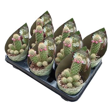 Mammillaria elongata