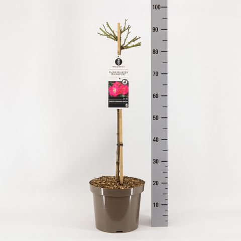 Rosa PALMENGARTEN FRANKFURT