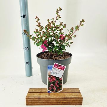 Lagerstroemia indica 'Dragon Lavard'