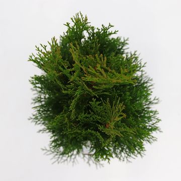 Thuja occidentalis 'Smaragd'