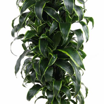 Dracaena fragrans 'Dorado'