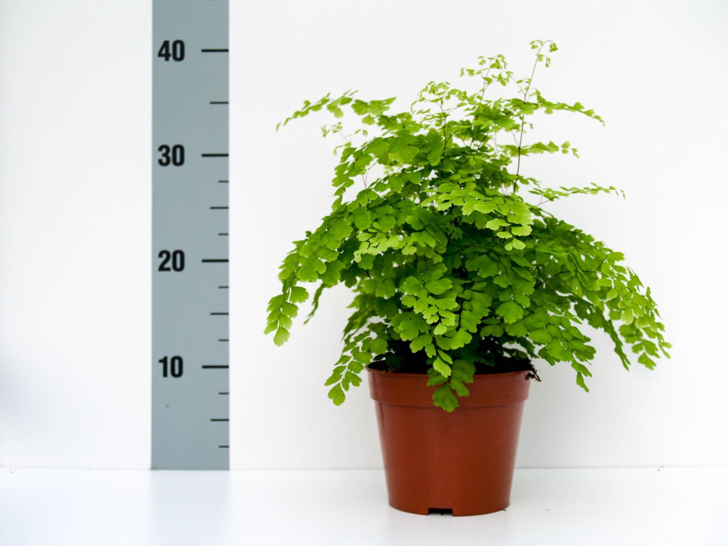 Adiantum sale raddianum fragrans