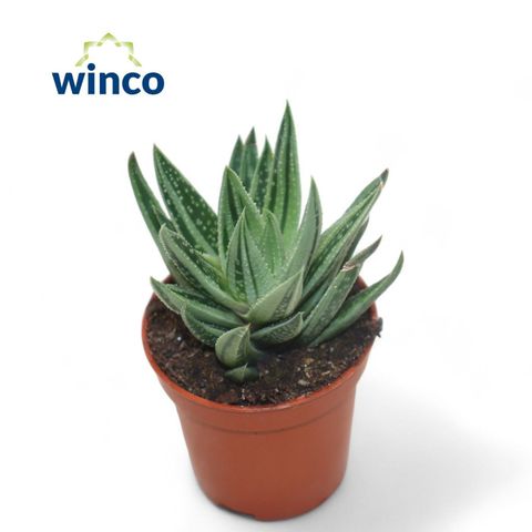 x Gasteraloe 'Variegata'