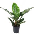 Philodendron 'Imperial Green'