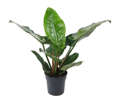 Philodendron 'Imperial Green'