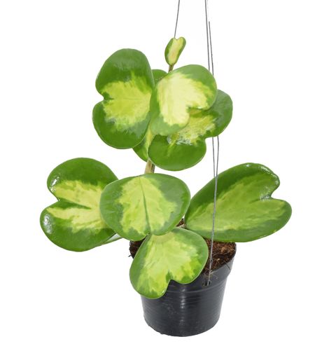 Hoya kerrii 'Splash'