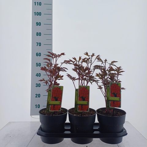 Paeonia 'Karl Rosenfield'