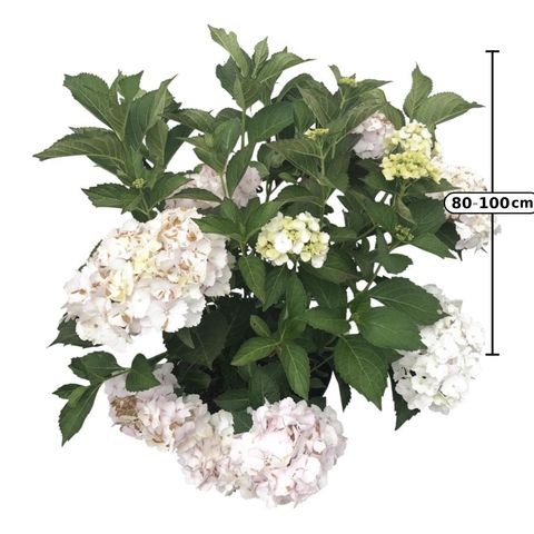 Hydrangea macrophylla 'Madame Emile Mouillère'
