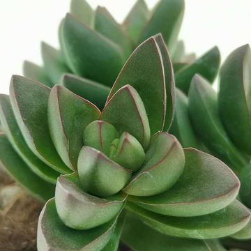 Crassula 'Benjamin'